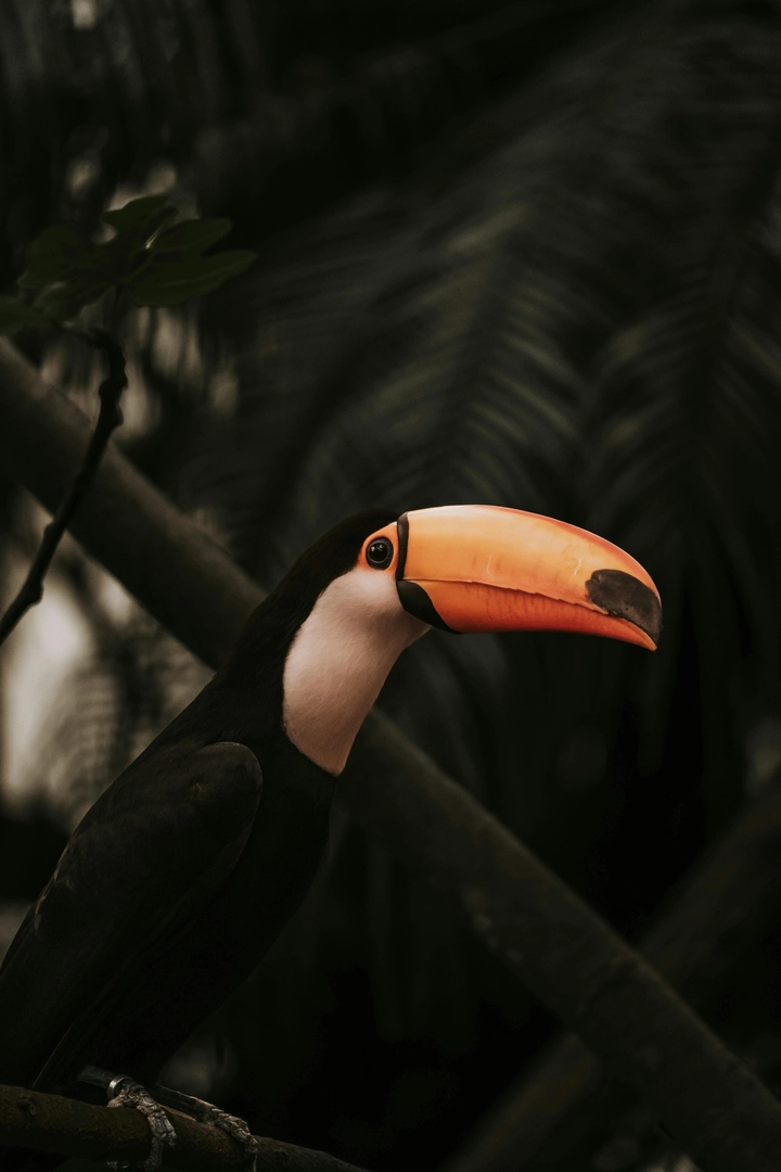 Sông Amazon hệ sinh thái, văn hóa và du lịch kỳ thú