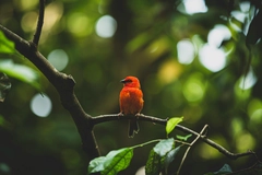 Madagascar - Hòn đảo của các loài độc nhất vô nhị