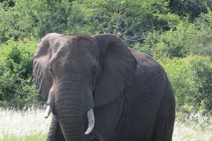 Khám phá rừng nguyên sinh Bwindi Impenetrable