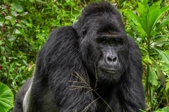 Khám phá rừng nguyên sinh Bwindi Impenetrable