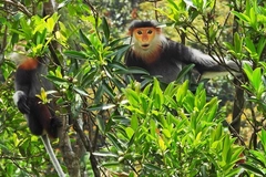 Sinh thái học và công nghệ bảo tồn