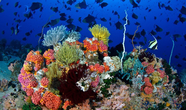 Khám phá rạn san hô Apo Reef (Philippines) – thiên đường dưới đáy đại dương