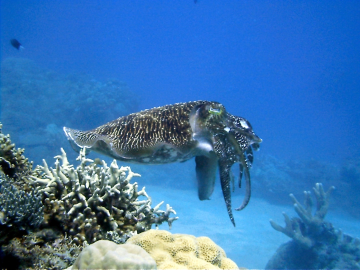 Khám phá rạn san hô Apo Reef (Philippines) – thiên đường dưới đáy đại dương