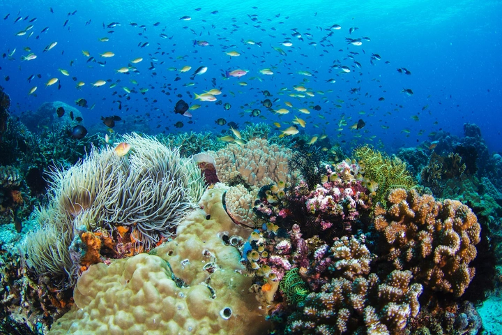 Khám phá rạn san hô Apo Reef (Philippines) – thiên đường dưới đáy đại dương